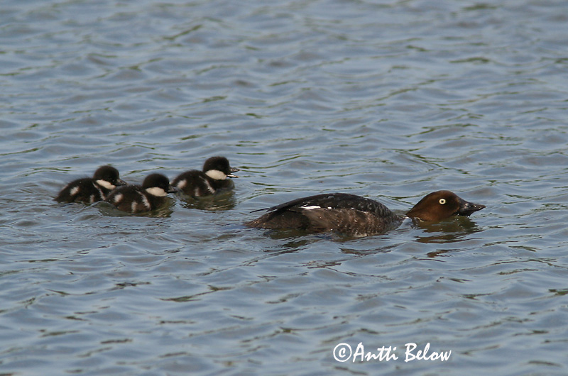 Avainsanat: Morell d'ulls grocs Hvinand Brilduiker Common Goldeneye Sõtkas Telkkä Garrot à œil d'or Schellente Kerceréce Hvinönd Quattrocchi Kvinand Pato-olho-d'ouro Bucephala clangula Porrón Osculado Knipa