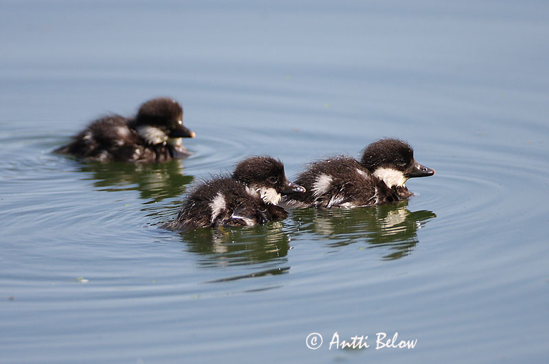 Avainsanat: Morell d'ulls grocs Hvinand Brilduiker Common Goldeneye Sõtkas Telkkä Garrot à œil d'or Schellente Kerceréce Hvinönd Quattrocchi Kvinand Pato-olho-d'ouro Bucephala clangula Porrón Osculado Knipa