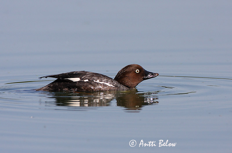 Avainsanat: Morell d'ulls grocs Hvinand Brilduiker Common Goldeneye Sõtkas Telkkä Garrot à œil d'or Schellente Kerceréce Hvinönd Quattrocchi Kvinand Pato-olho-d'ouro Bucephala clangula Porrón Osculado Knipa
