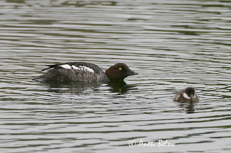 Avainsanat: Morell d'ulls grocs Hvinand Brilduiker Common Goldeneye Sõtkas Telkkä Garrot à œil d'or Schellente Kerceréce Hvinönd Quattrocchi Kvinand Pato-olho-d'ouro Bucephala clangula Porrón Osculado Knipa