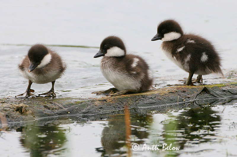 Avainsanat: Morell d'ulls grocs Hvinand Brilduiker Common Goldeneye Sõtkas Telkkä Garrot à œil d'or Schellente Kerceréce Hvinönd Quattrocchi Kvinand Pato-olho-d'ouro Bucephala clangula Porrón Osculado Knipa