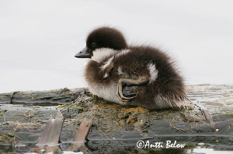 Avainsanat: Morell d'ulls grocs Hvinand Brilduiker Common Goldeneye Sõtkas Telkkä Garrot à œil d'or Schellente Kerceréce Hvinönd Quattrocchi Kvinand Pato-olho-d'ouro Bucephala clangula Porrón Osculado Knipa