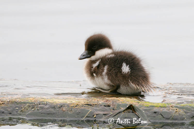 Avainsanat: Morell d'ulls grocs Hvinand Brilduiker Common Goldeneye Sõtkas Telkkä Garrot à œil d'or Schellente Kerceréce Hvinönd Quattrocchi Kvinand Pato-olho-d'ouro Bucephala clangula Porrón Osculado Knipa