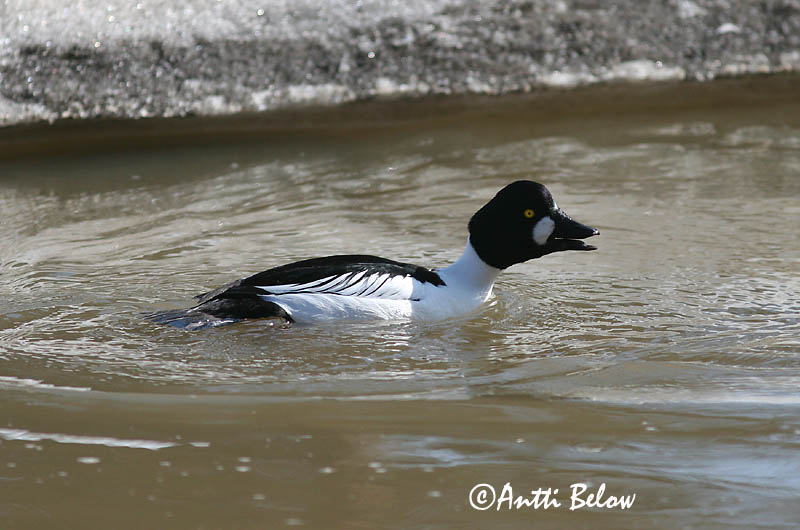 Avainsanat: Morell d'ulls grocs Hvinand Brilduiker Common Goldeneye Sõtkas Telkkä Garrot à œil d'or Schellente Kerceréce Hvinönd Quattrocchi Kvinand Pato-olho-d'ouro Bucephala clangula Porrón Osculado Knipa