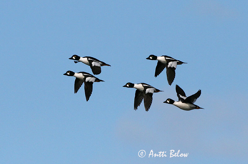 Avainsanat: Morell d'ulls grocs Hvinand Brilduiker Common Goldeneye Sõtkas Telkkä Garrot à œil d'or Schellente Kerceréce Hvinönd Quattrocchi Kvinand Pato-olho-d'ouro Bucephala clangula Porrón Osculado Knipa