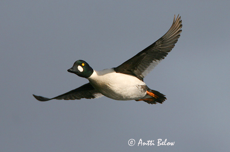 Avainsanat: Morell d'ulls grocs Hvinand Brilduiker Common Goldeneye Sõtkas Telkkä Garrot à œil d'or Schellente Kerceréce Hvinönd Quattrocchi Kvinand Pato-olho-d'ouro Bucephala clangula Porrón Osculado Knipa