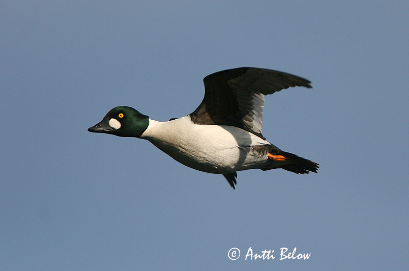 Avainsanat: Morell d'ulls grocs Hvinand Brilduiker Common Goldeneye Sõtkas Telkkä Garrot à œil d'or Schellente Kerceréce Hvinönd Quattrocchi Kvinand Pato-olho-d'ouro Bucephala clangula Porrón Osculado Knipa