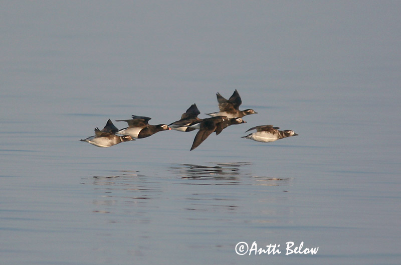 5/2006
Lågskär, Finland
Avainsanat: Ànec glacial Havlit IJseend Long-tailed Duck Aul Alli Harelde boréale Eisente Jeges réce Hávella Havelle Pato-de-cauda-afilada Clangula hyemalis Pato Havelda Alfågel