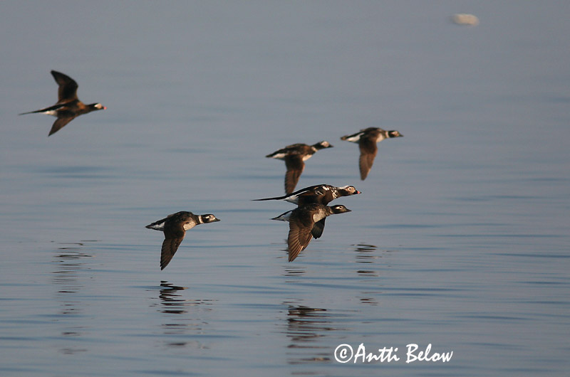5/2006
Lågskär, Finland
Avainsanat: Ànec glacial Havlit IJseend Long-tailed Duck Aul Alli Harelde boréale Eisente Jeges réce Hávella Havelle Pato-de-cauda-afilada Clangula hyemalis Pato Havelda Alfågel