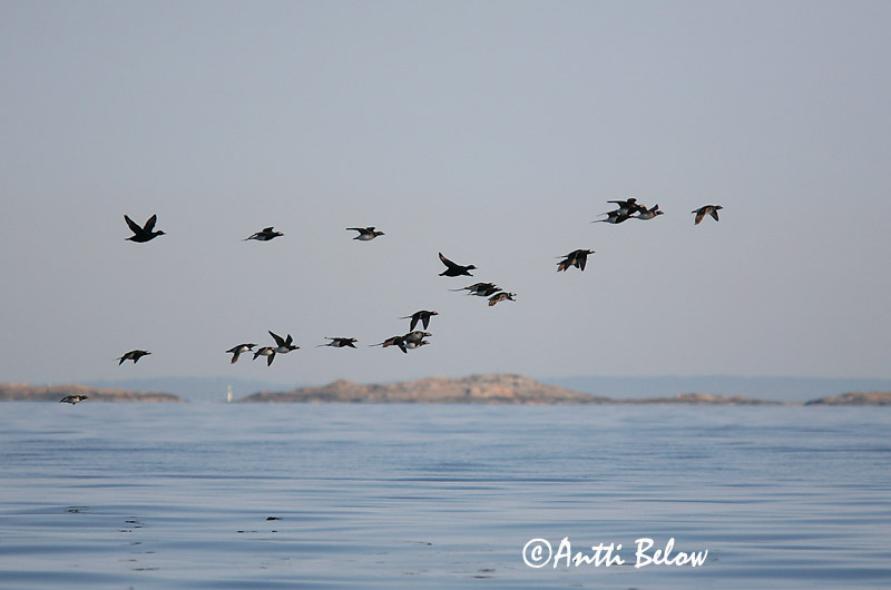 5/2006
Kirkkonummi, Finland
Avainsanat: Ànec glacial Havlit IJseend Long-tailed Duck Aul Alli Harelde boréale Eisente Jeges réce Hávella Havelle Pato-de-cauda-afilada Clangula hyemalis Pato Havelda Alfågel