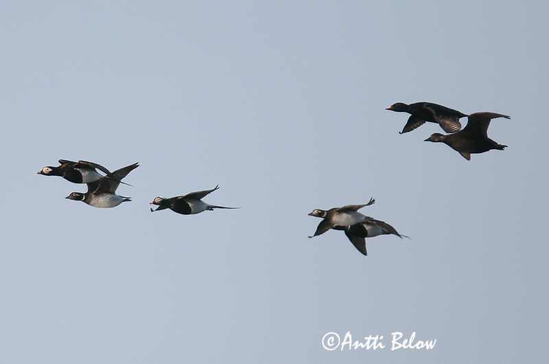 5/2006
Kirkkonummi, Finland
Avainsanat: Ànec glacial Havlit IJseend Long-tailed Duck Aul Alli Harelde boréale Eisente Jeges réce Hávella Havelle Pato-de-cauda-afilada Clangula hyemalis Pato Havelda Alfågel