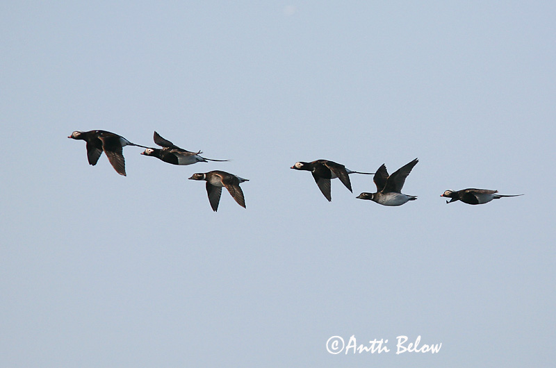 5/2006
Kirkkonummi, Finland
Avainsanat: Ànec glacial Havlit IJseend Long-tailed Duck Aul Alli Harelde boréale Eisente Jeges réce Hávella Havelle Pato-de-cauda-afilada Clangula hyemalis Pato Havelda Alfågel
