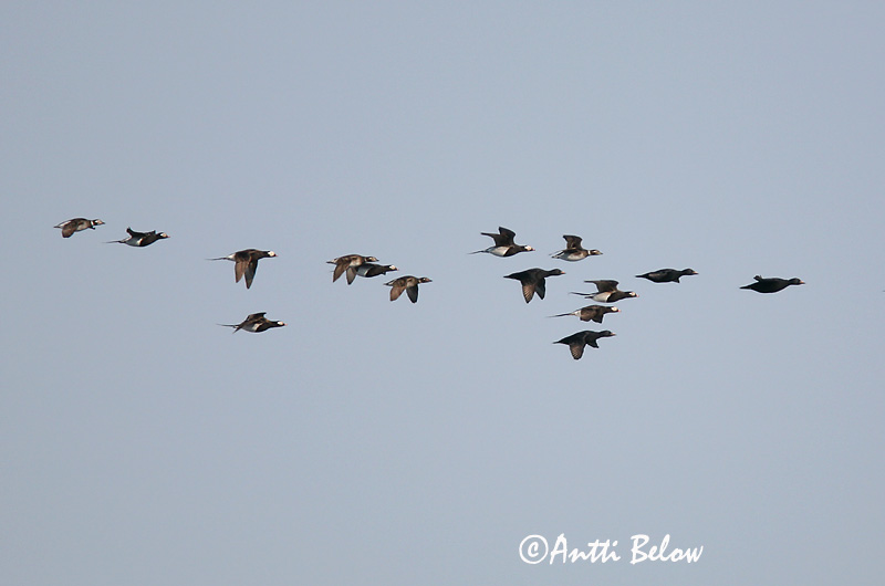 5/2006
Kirkkonummi, Finland
Avainsanat: Ànec glacial Havlit IJseend Long-tailed Duck Aul Alli Harelde boréale Eisente Jeges réce Hávella Havelle Pato-de-cauda-afilada Clangula hyemalis Pato Havelda Alfågel