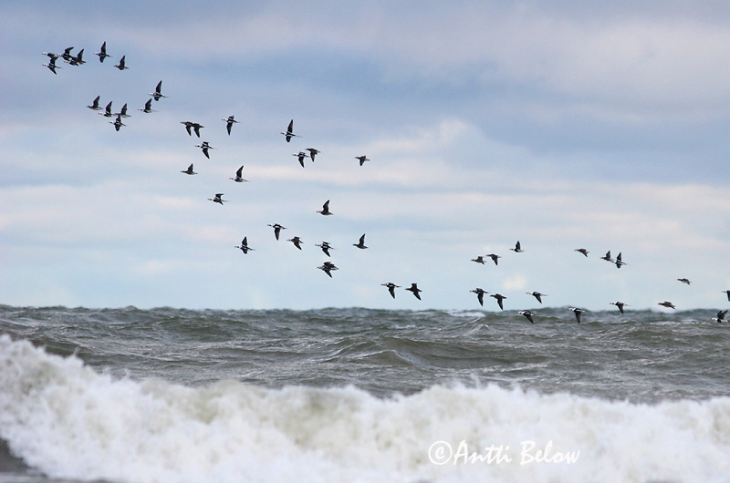 Avainsanat: Ànec glacial Havlit IJseend Long-tailed Duck Aul Alli Harelde boréale Eisente Jeges réce Hávella Havelle Pato-de-cauda-afilada Clangula hyemalis Pato Havelda Alfågel