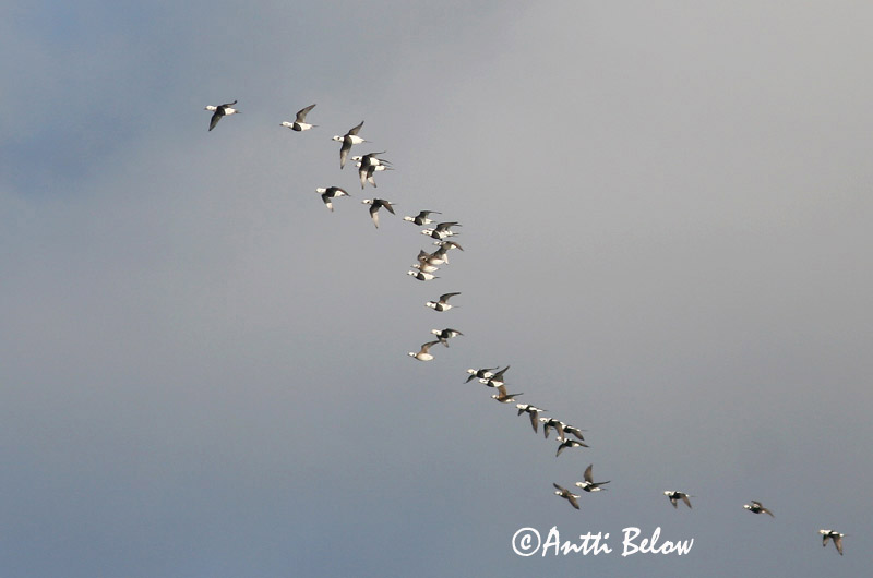 Avainsanat: Ànec glacial Havlit IJseend Long-tailed Duck Aul Alli Harelde boréale Eisente Jeges réce Hávella Havelle Pato-de-cauda-afilada Clangula hyemalis Pato Havelda Alfågel