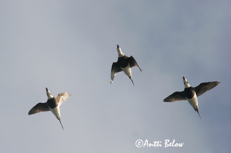 Avainsanat: Ànec glacial Havlit IJseend Long-tailed Duck Aul Alli Harelde boréale Eisente Jeges réce Hávella Havelle Pato-de-cauda-afilada Clangula hyemalis Pato Havelda Alfågel