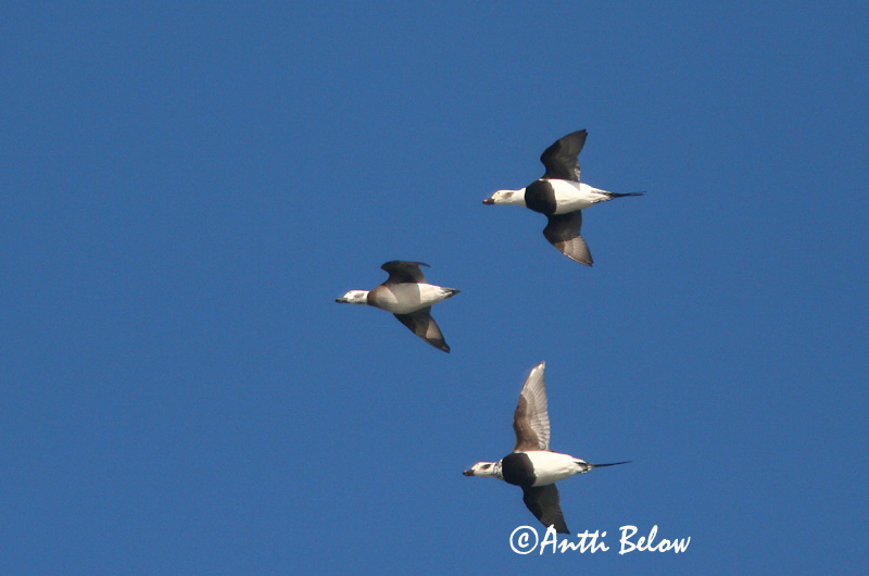 Avainsanat: Ànec glacial Havlit IJseend Long-tailed Duck Aul Alli Harelde boréale Eisente Jeges réce Hávella Havelle Pato-de-cauda-afilada Clangula hyemalis Pato Havelda Alfågel