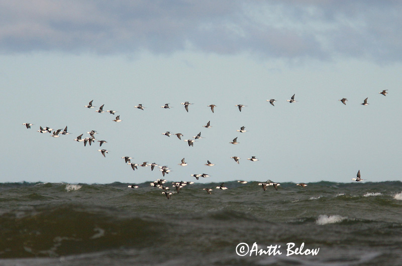 Avainsanat: Ànec glacial Havlit IJseend Long-tailed Duck Aul Alli Harelde boréale Eisente Jeges réce Hávella Havelle Pato-de-cauda-afilada Clangula hyemalis Pato Havelda Alfågel