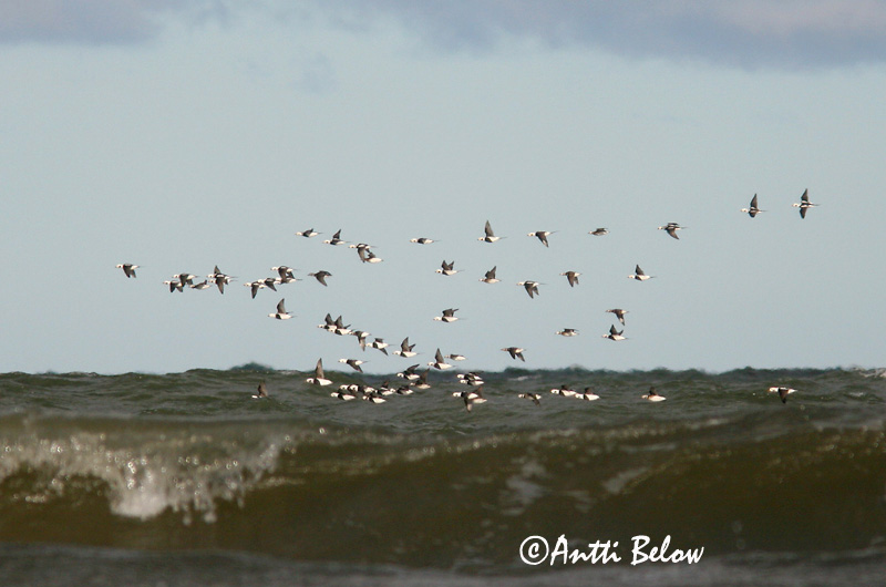 Avainsanat: Ànec glacial Havlit IJseend Long-tailed Duck Aul Alli Harelde boréale Eisente Jeges réce Hávella Havelle Pato-de-cauda-afilada Clangula hyemalis Pato Havelda Alfågel