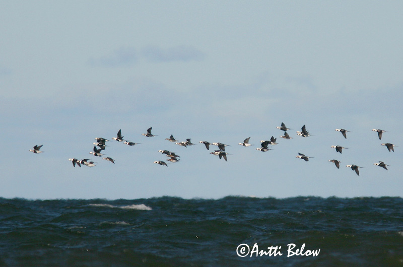 Avainsanat: Ànec glacial Havlit IJseend Long-tailed Duck Aul Alli Harelde boréale Eisente Jeges réce Hávella Havelle Pato-de-cauda-afilada Clangula hyemalis Pato Havelda Alfågel