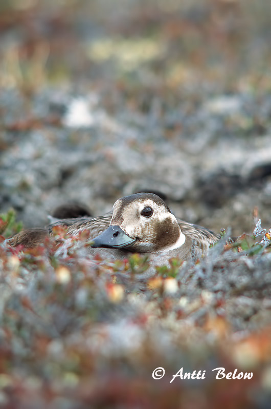 Avainsanat: Ànec glacial Havlit IJseend Long-tailed Duck Aul Alli Harelde boréale Eisente Jeges réce Hávella Havelle Pato-de-cauda-afilada Clangula hyemalis Pato Havelda Alfågel