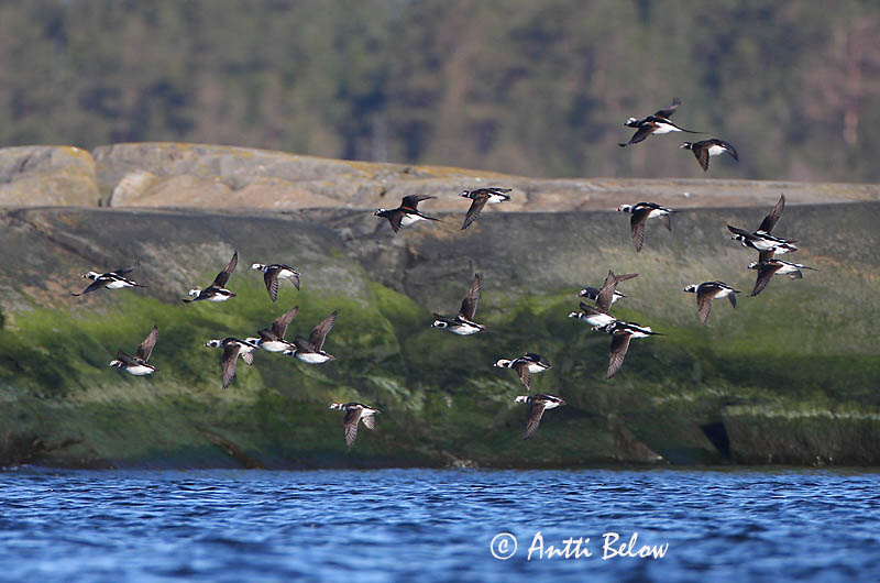 Avainsanat: Ànec glacial Havlit IJseend Long-tailed Duck Aul Alli Harelde boréale Eisente Jeges réce Hávella Havelle Pato-de-cauda-afilada Clangula hyemalis Pato Havelda Alfågel