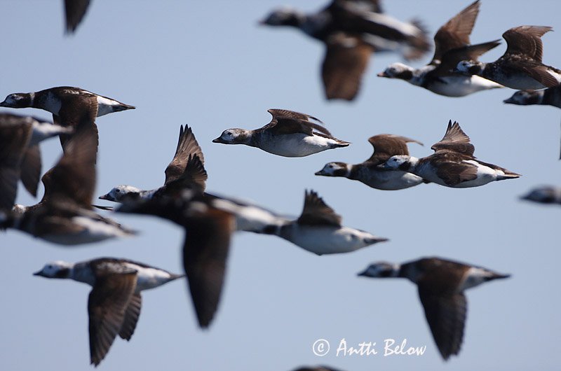 Avainsanat: Ànec glacial Havlit IJseend Long-tailed Duck Aul Alli Harelde boréale Eisente Jeges réce Hávella Havelle Pato-de-cauda-afilada Clangula hyemalis Pato Havelda Alfågel