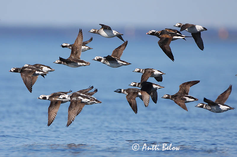 Avainsanat: Ànec glacial Havlit IJseend Long-tailed Duck Aul Alli Harelde boréale Eisente Jeges réce Hávella Havelle Pato-de-cauda-afilada Clangula hyemalis Pato Havelda Alfågel