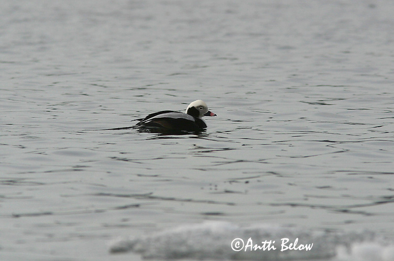 Avainsanat: Ànec glacial Havlit IJseend Long-tailed Duck Aul Alli Harelde boréale Eisente Jeges réce Hávella Havelle Pato-de-cauda-afilada Clangula hyemalis Pato Havelda Alfågel