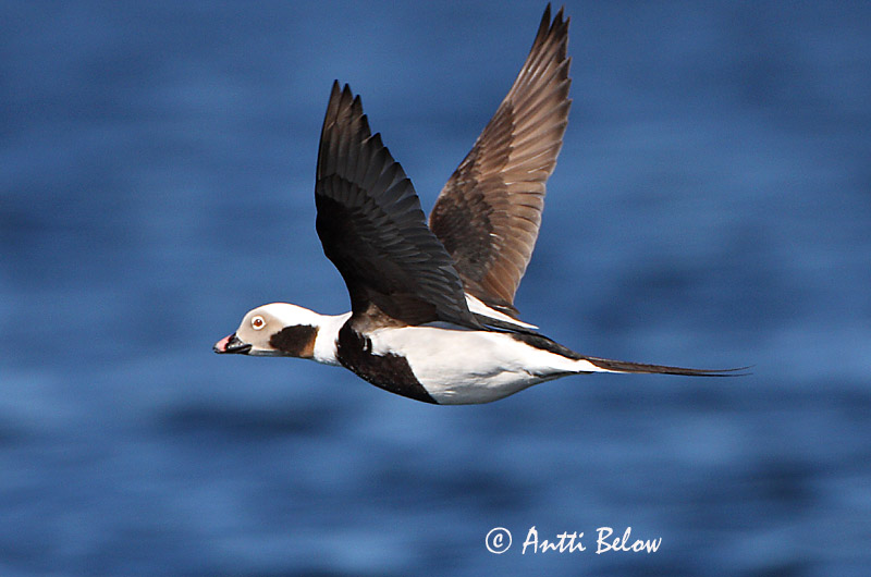 Avainsanat: Ànec glacial Havlit IJseend Long-tailed Duck Aul Alli Harelde boréale Eisente Jeges réce Hávella Havelle Pato-de-cauda-afilada Clangula hyemalis Pato Havelda Alfågel