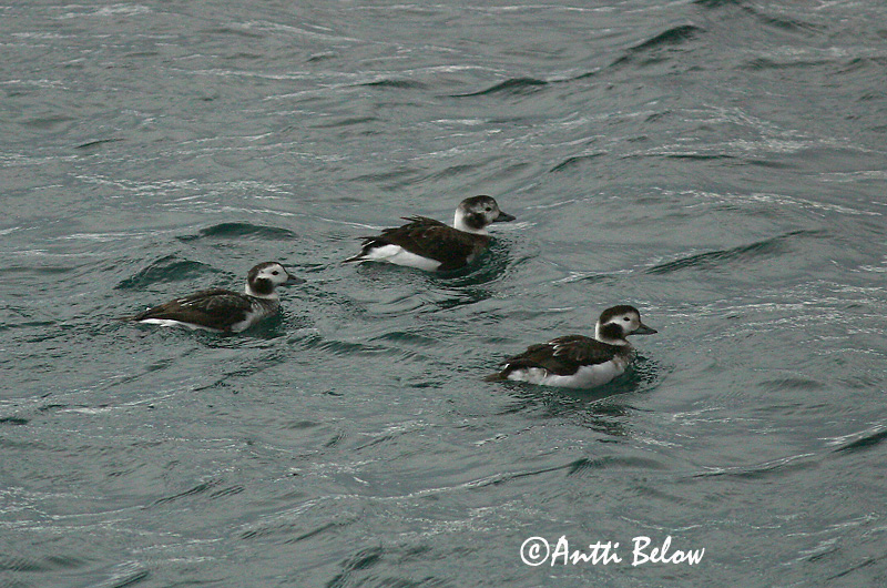 Avainsanat: Ànec glacial Havlit IJseend Long-tailed Duck Aul Alli Harelde boréale Eisente Jeges réce Hávella Havelle Pato-de-cauda-afilada Clangula hyemalis Pato Havelda Alfågel