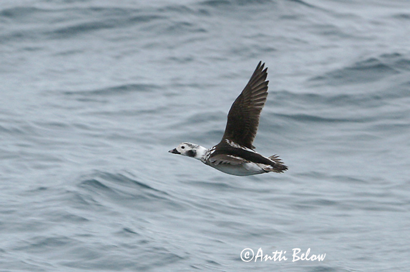 Avainsanat: Ànec glacial Havlit IJseend Long-tailed Duck Aul Alli Harelde boréale Eisente Jeges réce Hávella Havelle Pato-de-cauda-afilada Clangula hyemalis Pato Havelda Alfågel