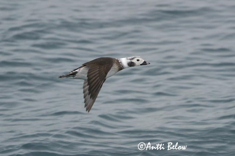 Avainsanat: Ànec glacial Havlit IJseend Long-tailed Duck Aul Alli Harelde boréale Eisente Jeges réce Hávella Havelle Pato-de-cauda-afilada Clangula hyemalis Pato Havelda Alfågel