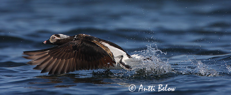 Avainsanat: Ànec glacial Havlit IJseend Long-tailed Duck Aul Alli Harelde boréale Eisente Jeges réce Hávella Havelle Pato-de-cauda-afilada Clangula hyemalis Pato Havelda Alfågel