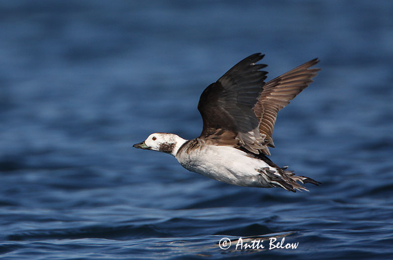 Avainsanat: Ànec glacial Havlit IJseend Long-tailed Duck Aul Alli Harelde boréale Eisente Jeges réce Hávella Havelle Pato-de-cauda-afilada Clangula hyemalis Pato Havelda Alfågel