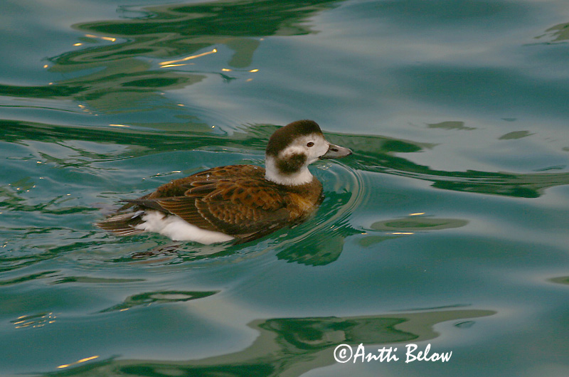 Avainsanat: Ànec glacial Havlit IJseend Long-tailed Duck Aul Alli Harelde boréale Eisente Jeges réce Hávella Havelle Pato-de-cauda-afilada Clangula hyemalis Pato Havelda Alfågel