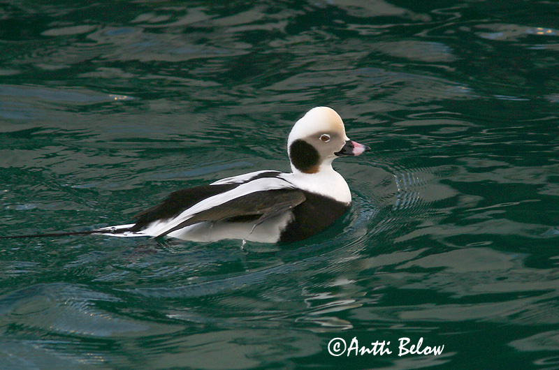Avainsanat: Ànec glacial Havlit IJseend Long-tailed Duck Aul Alli Harelde boréale Eisente Jeges réce Hávella Havelle Pato-de-cauda-afilada Clangula hyemalis Pato Havelda Alfågel