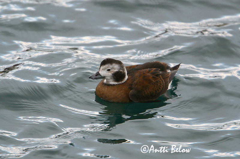 Avainsanat: Ànec glacial Havlit IJseend Long-tailed Duck Aul Alli Harelde boréale Eisente Jeges réce Hávella Havelle Pato-de-cauda-afilada Clangula hyemalis Pato Havelda Alfågel