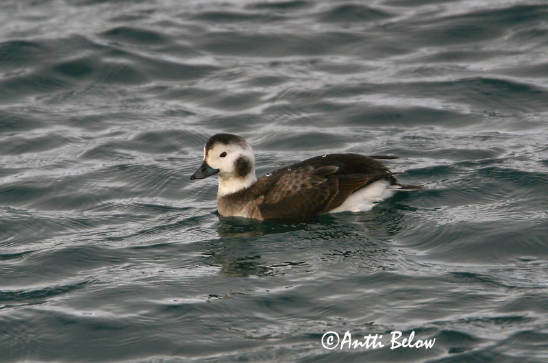 Avainsanat: Ànec glacial Havlit IJseend Long-tailed Duck Aul Alli Harelde boréale Eisente Jeges réce Hávella Havelle Pato-de-cauda-afilada Clangula hyemalis Pato Havelda Alfågel