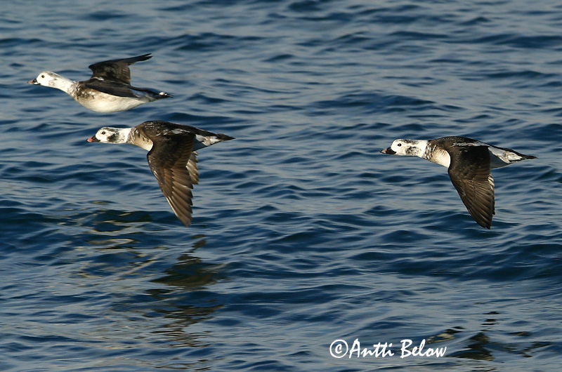 Avainsanat: Ànec glacial Havlit IJseend Long-tailed Duck Aul Alli Harelde boréale Eisente Jeges réce Hávella Havelle Pato-de-cauda-afilada Clangula hyemalis Pato Havelda Alfågel