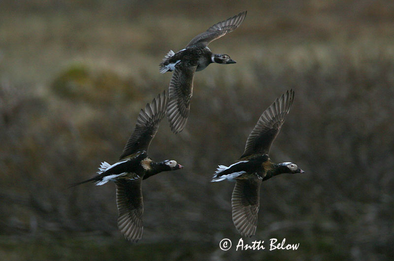 Avainsanat: Ànec glacial Havlit IJseend Long-tailed Duck Aul Alli Harelde boréale Eisente Jeges réce Hávella Havelle Pato-de-cauda-afilada Clangula hyemalis Pato Havelda Alfågel