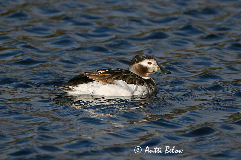 Avainsanat: Ànec glacial Havlit IJseend Long-tailed Duck Aul Alli Harelde boréale Eisente Jeges réce Hávella Havelle Pato-de-cauda-afilada Clangula hyemalis Pato Havelda Alfågel