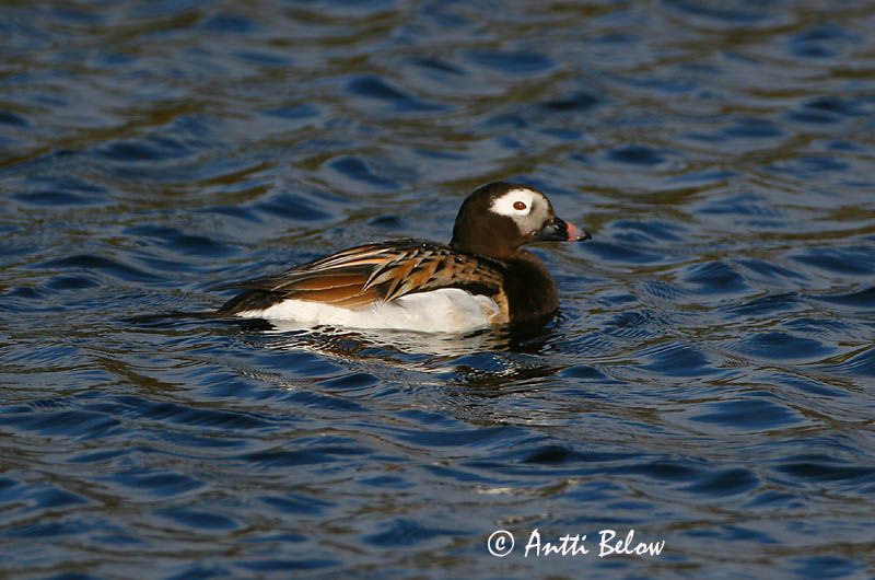 Avainsanat: Ànec glacial Havlit IJseend Long-tailed Duck Aul Alli Harelde boréale Eisente Jeges réce Hávella Havelle Pato-de-cauda-afilada Clangula hyemalis Pato Havelda Alfågel