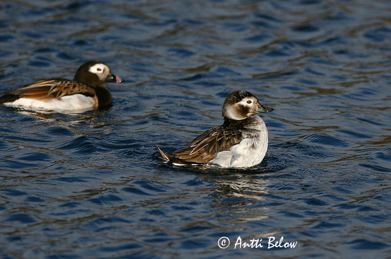 Avainsanat: Ànec glacial Havlit IJseend Long-tailed Duck Aul Alli Harelde boréale Eisente Jeges réce Hávella Havelle Pato-de-cauda-afilada Clangula hyemalis Pato Havelda Alfågel