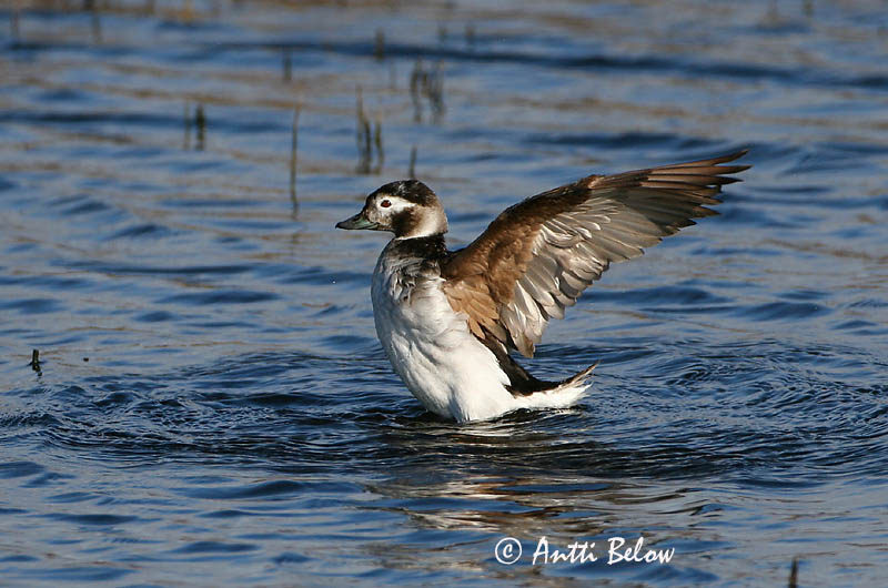 Avainsanat: Ànec glacial Havlit IJseend Long-tailed Duck Aul Alli Harelde boréale Eisente Jeges réce Hávella Havelle Pato-de-cauda-afilada Clangula hyemalis Pato Havelda Alfågel