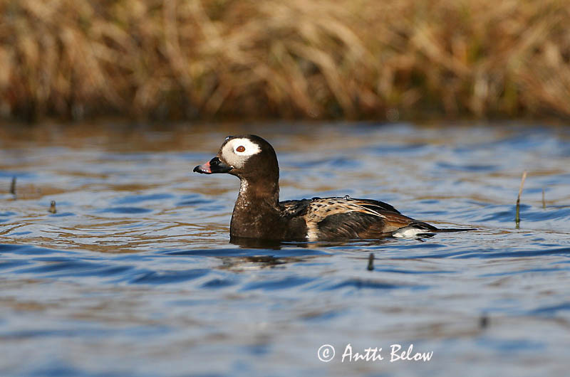Avainsanat: Ànec glacial Havlit IJseend Long-tailed Duck Aul Alli Harelde boréale Eisente Jeges réce Hávella Havelle Pato-de-cauda-afilada Clangula hyemalis Pato Havelda Alfågel
