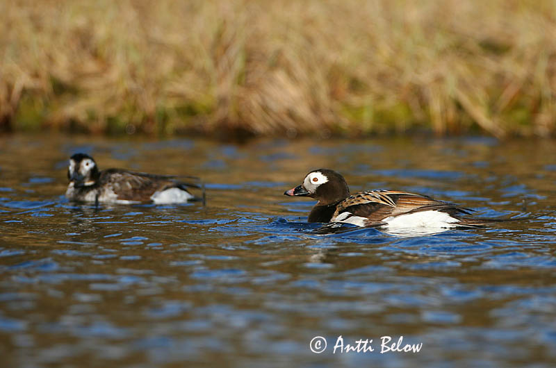 Avainsanat: Ànec glacial Havlit IJseend Long-tailed Duck Aul Alli Harelde boréale Eisente Jeges réce Hávella Havelle Pato-de-cauda-afilada Clangula hyemalis Pato Havelda Alfågel
