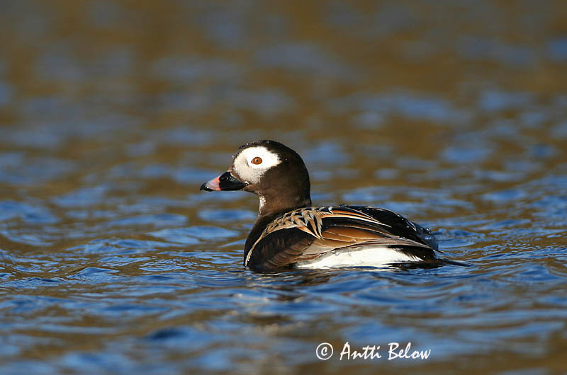 Avainsanat: Ànec glacial Havlit IJseend Long-tailed Duck Aul Alli Harelde boréale Eisente Jeges réce Hávella Havelle Pato-de-cauda-afilada Clangula hyemalis Pato Havelda Alfågel