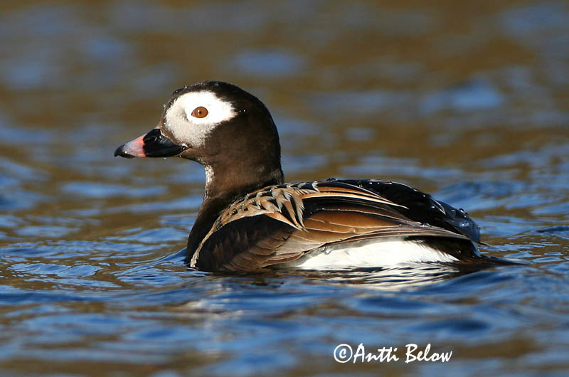 Avainsanat: Ànec glacial Havlit IJseend Long-tailed Duck Aul Alli Harelde boréale Eisente Jeges réce Hávella Havelle Pato-de-cauda-afilada Clangula hyemalis Pato Havelda Alfågel