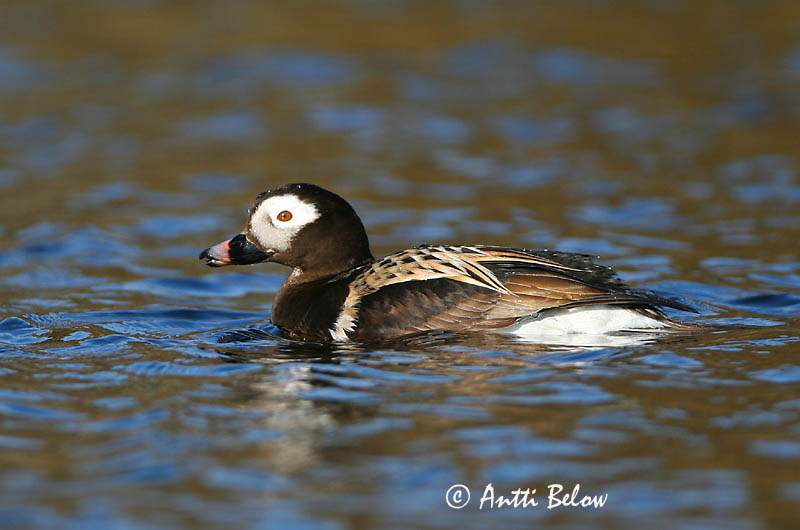 Avainsanat: Ànec glacial Havlit IJseend Long-tailed Duck Aul Alli Harelde boréale Eisente Jeges réce Hávella Havelle Pato-de-cauda-afilada Clangula hyemalis Pato Havelda Alfågel